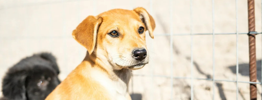 "Animal Welfare" Extra Mile Event